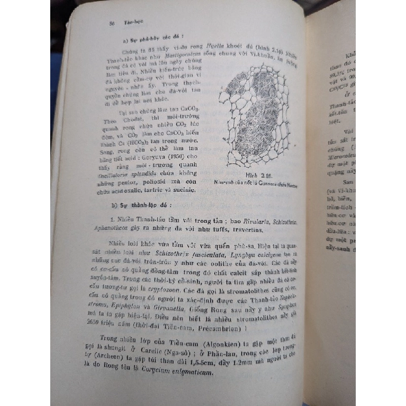 TẢO HỌC - PHẠM HOÀNG HỘ 191586