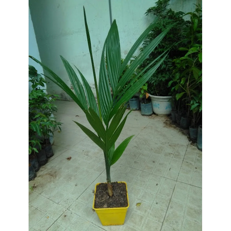 Cây cau ăn trái, cây giống, như hình ảnh 78132