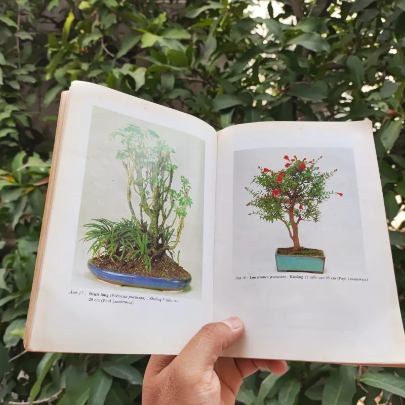 Bonsai Cây Kiểng Cổ - Trần Hợp 925345