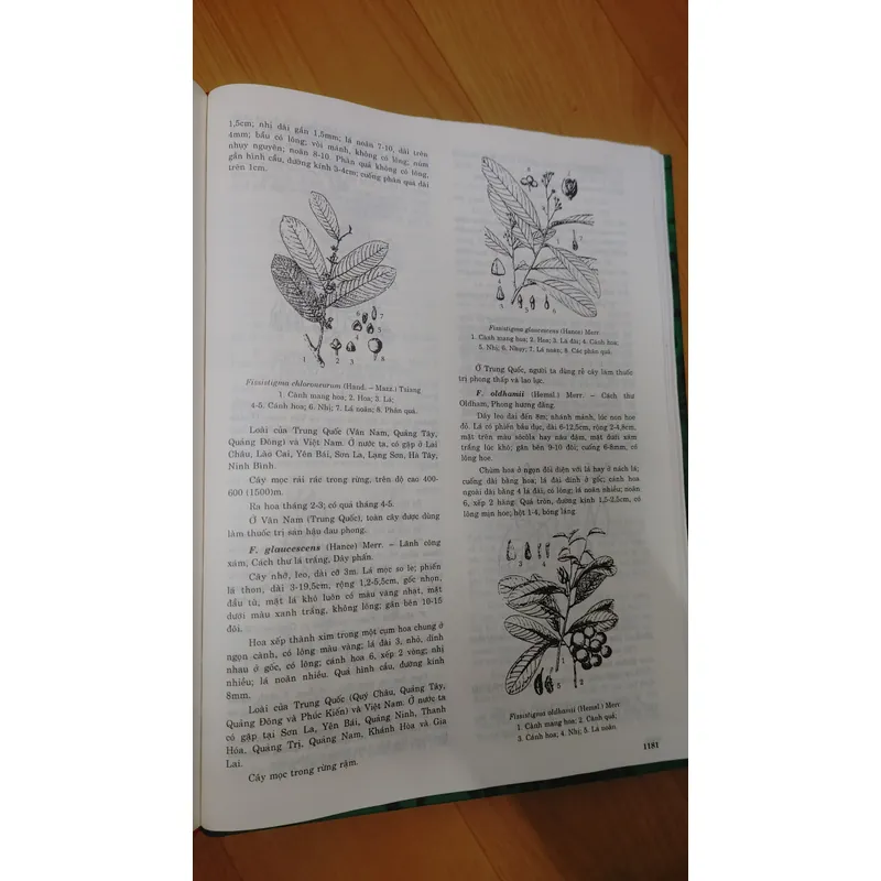 TỪ ĐIỂN THỰC VẬT THÔNG DỤNG TẬP 1 676003