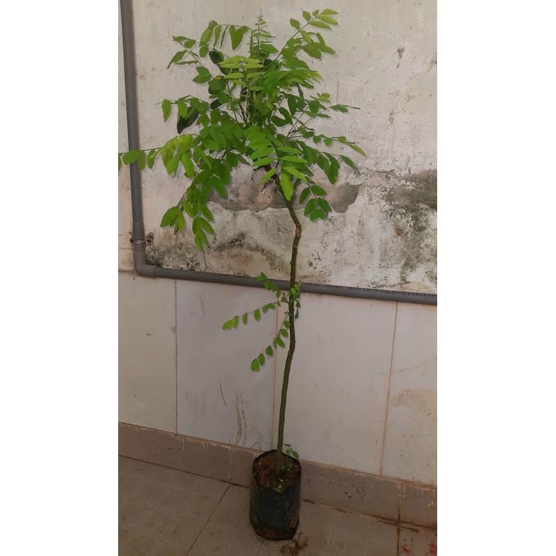 Cây hoa hòe, chiều cao 80-90cm 502648