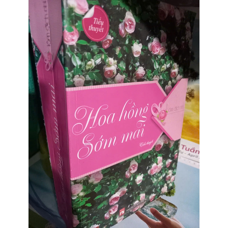 hoa hồng sớm mai 455542