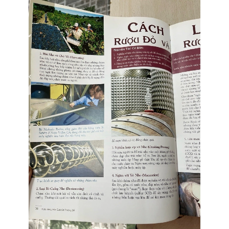 Rượu vang món quà của Thượng đế - Lê Văn 969757