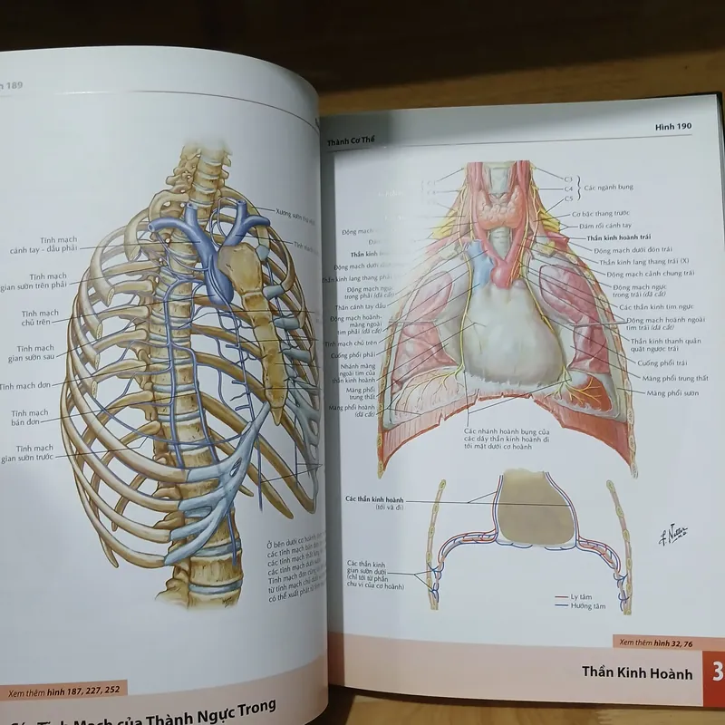 Atlas Giải Phẫu Người (Ấn Bản Lần Thứ 6) - Frank H. Netter, MD 570689