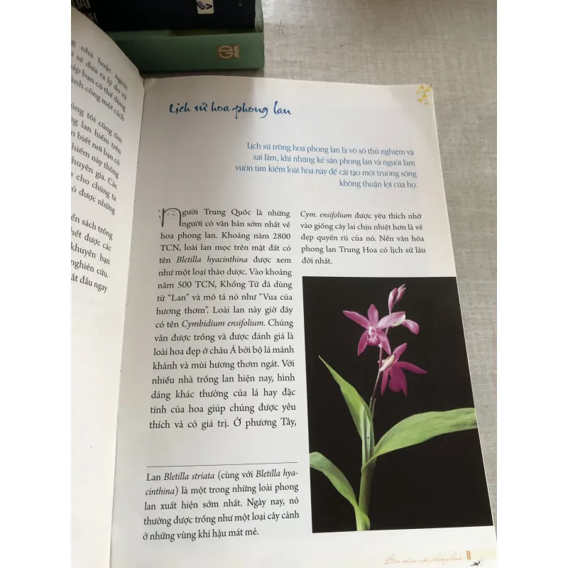 Bốn mùa với phong lan 778942