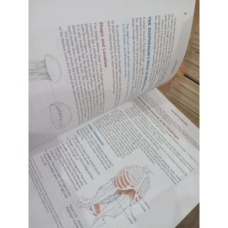 YOGA Anatomy - Leslie Kaminoff, Amy Matthews 590704