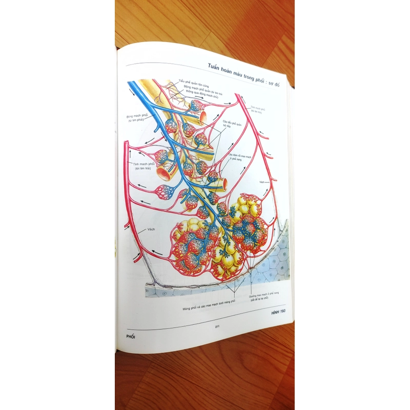 ATLAS GIẢI PHẪU NGƯỜI  541095