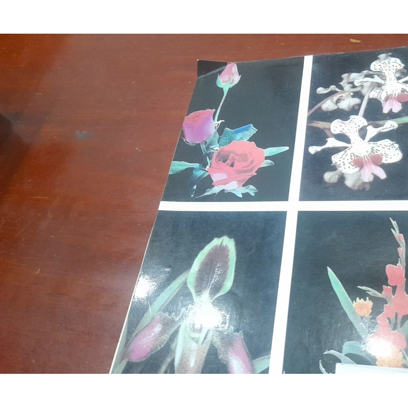 Pgs. Ts. Nguyễn Xuân Linh - KỸ THUẬT TRỒNG HOA 548299