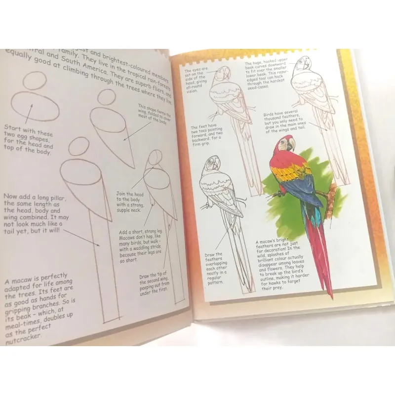 I Can Draw Wild Animals 1002086