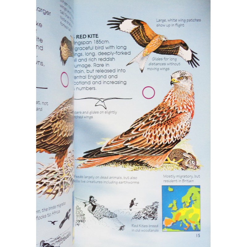 Usborne Spotter's Guides: Birds of Prey 195136