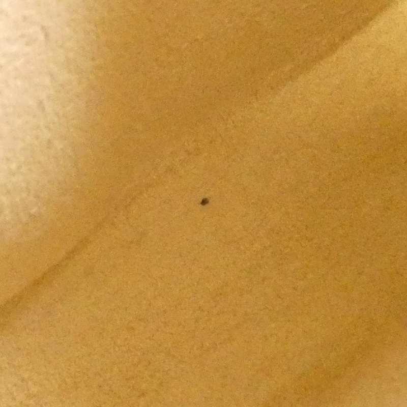 Túi đeo hông Louis Vuitton Monogram Pochette Florentine S M51855+M67304 608344