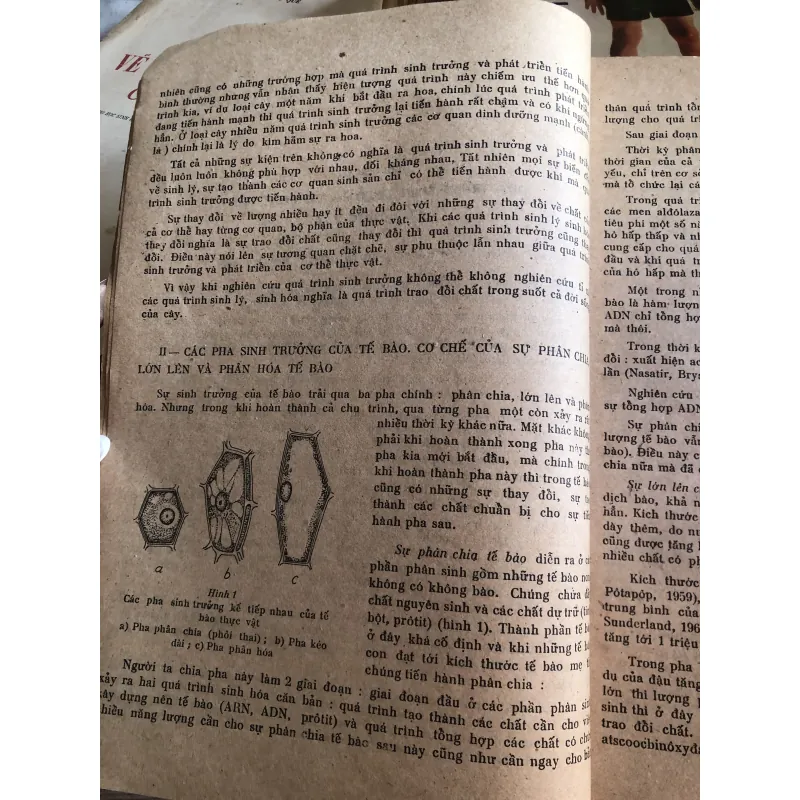 Sinh lý học thực vật - Phạm Đình Thái - Lê Dụ - Trần Văn Hồng 1006661