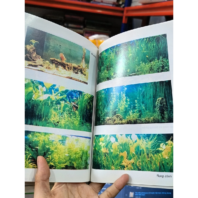 Rong cảnh: Thưởng thức và nuôi dưỡng - Saigonbook (Biên dịch) 497717