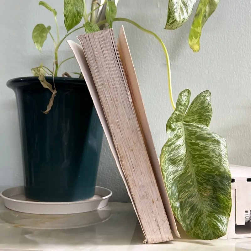 Robin hood , chúa trộm oai hùng 746108