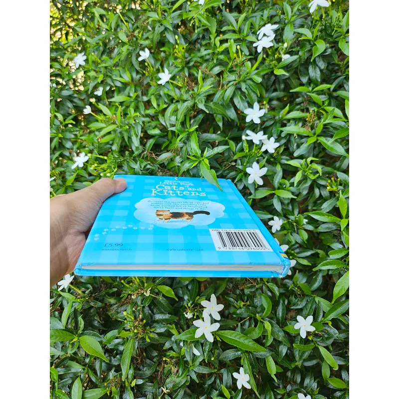 Cats and Kittens 995238