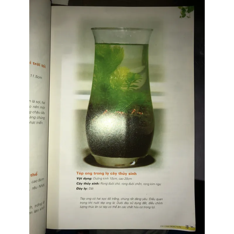 Cây cảnh trong nước - Trồng và chăm sóc 100 loại cây cảnh trong nước  732804