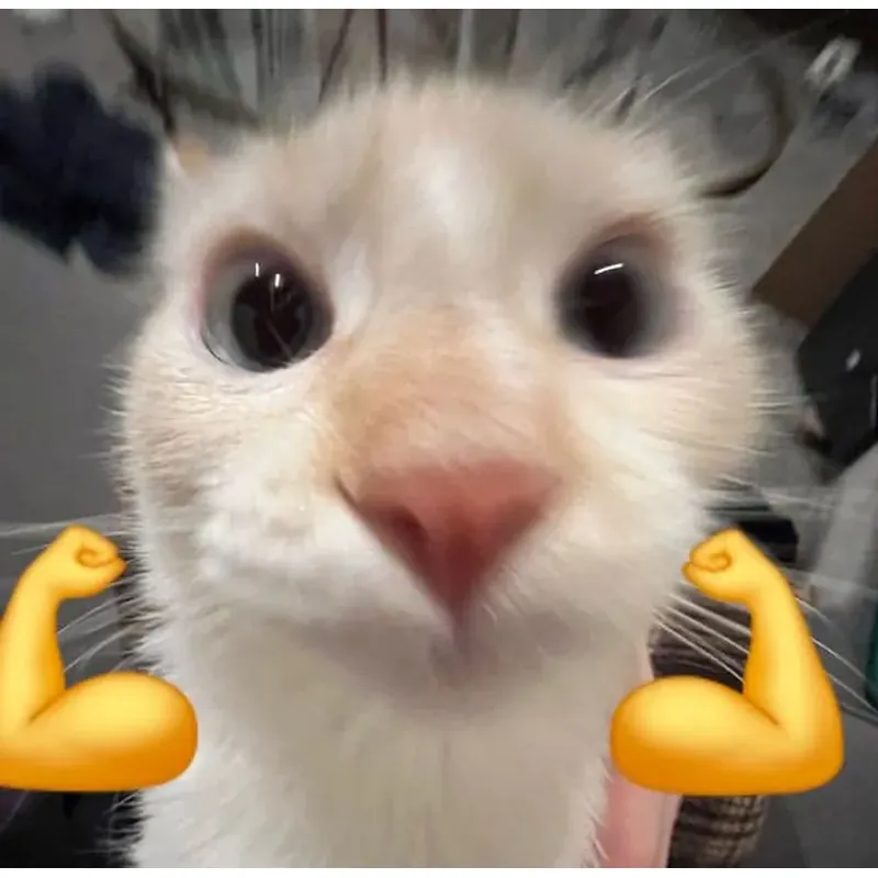 áo nữ hình mèo con dễ thương 782098