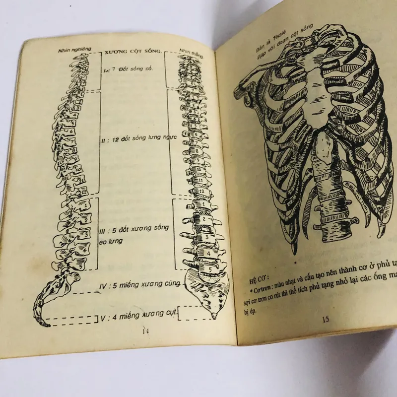 GẬY DƯỠNG SINH  720833