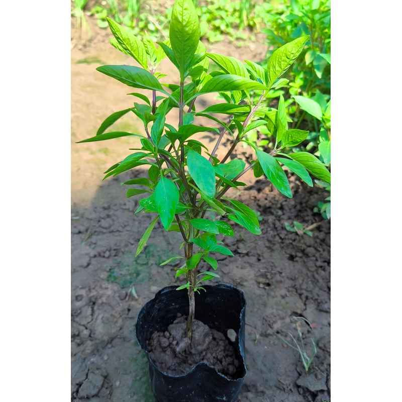 Chậu cây húng quế 478550