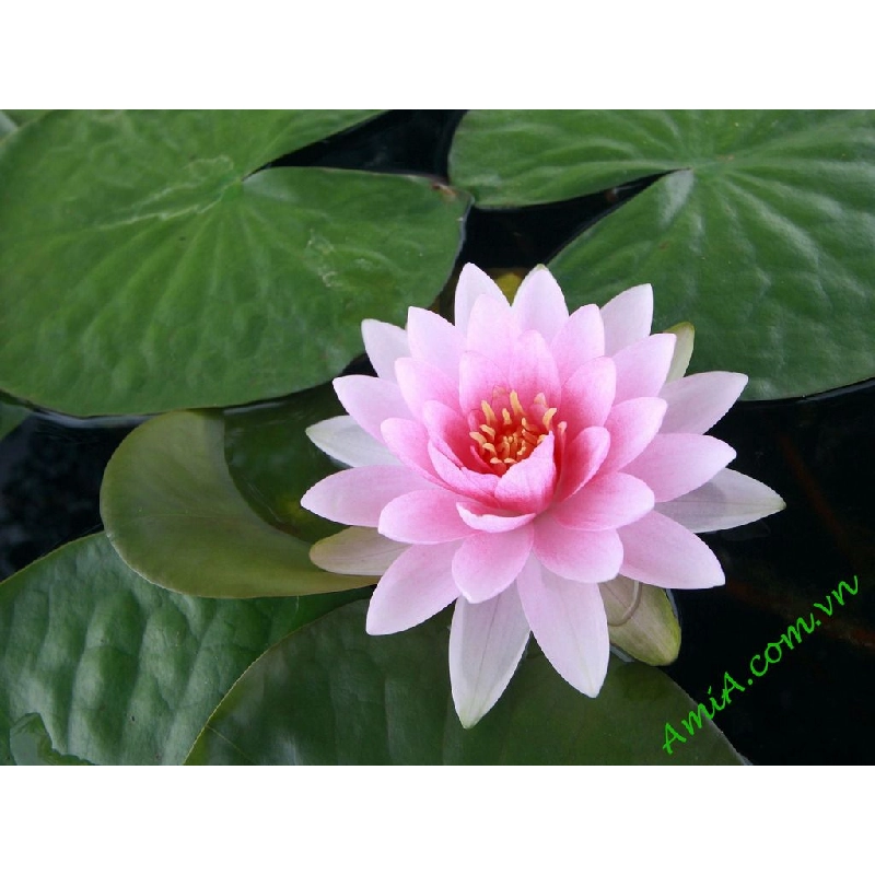 Hạt Giống Sen Đài Loan Cánh Kép 382377