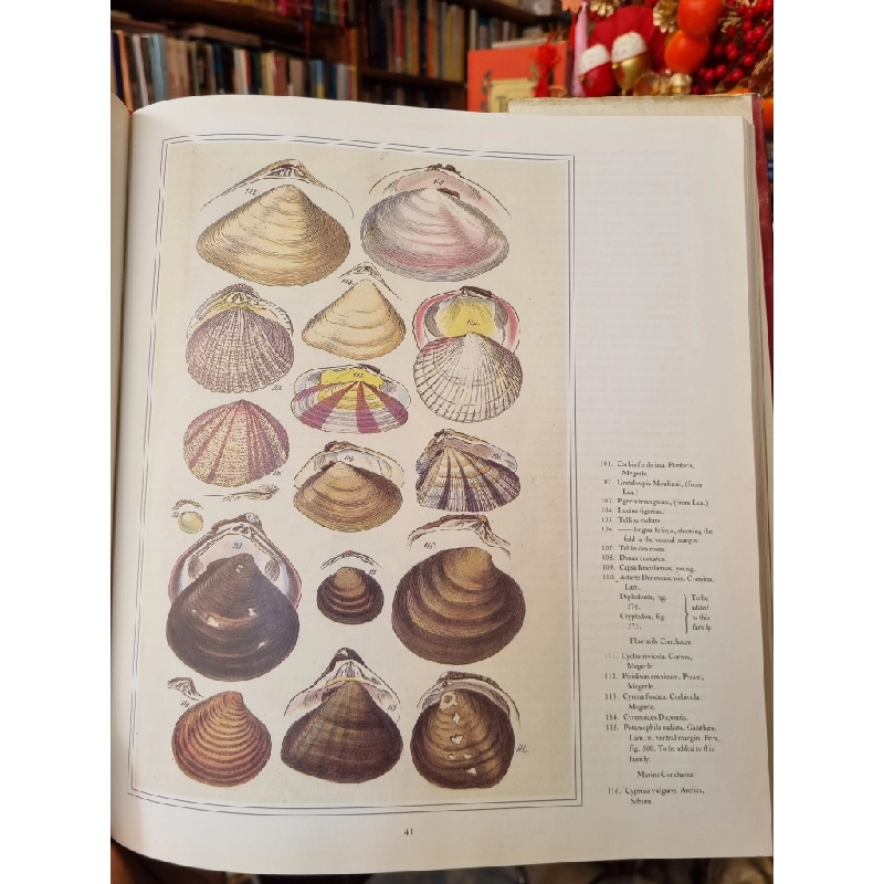 Shells of the World - G.B. Sowerby 450425