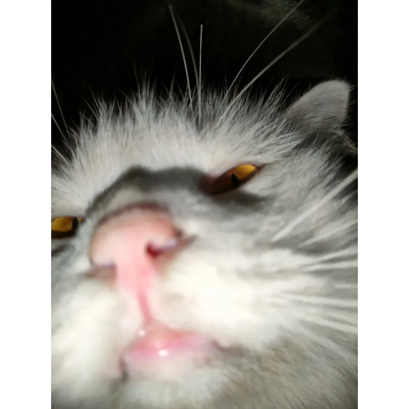 con mèo trắng to 798280