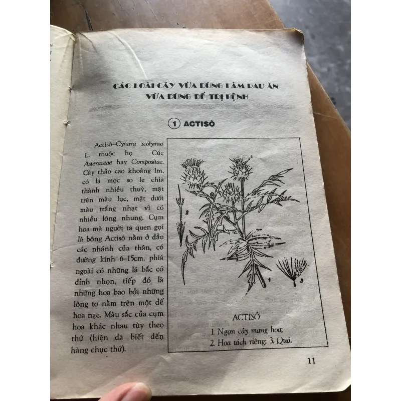 Cây rau làm thuốc 1000566