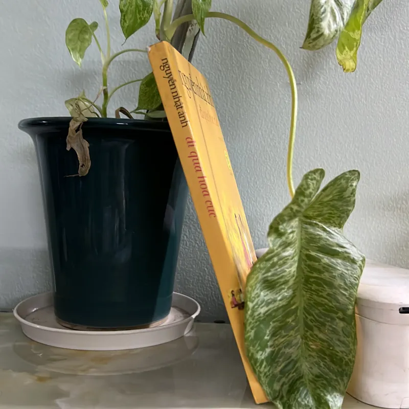 Đi qua hoa cúc 746418