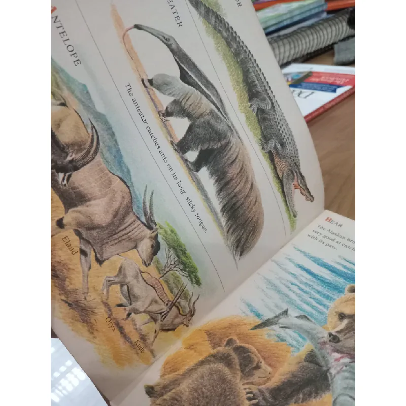 Wild animals: From Alligator to Zebra 568432