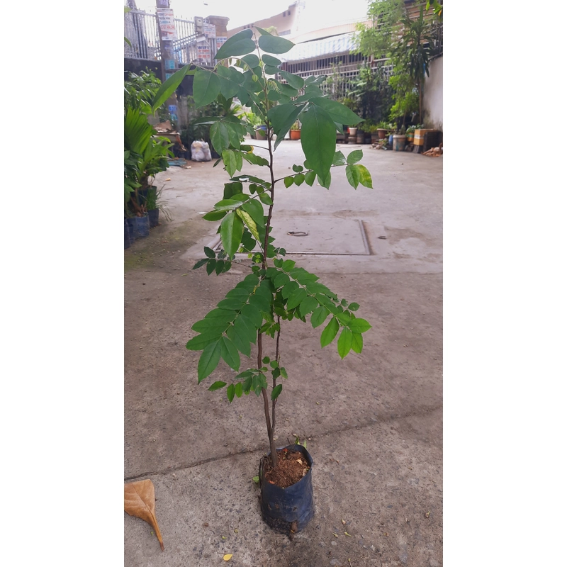 Cây khế chua , cây ươm hạt cao 50cm, như hình 501587