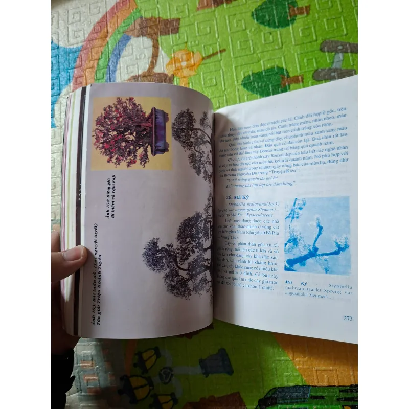 Bonsai - Cây dáng, thế và Non bộ 933891