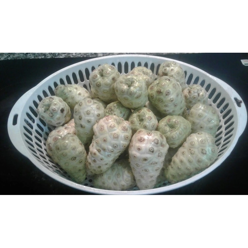 Trái nhàu tưoi 503683