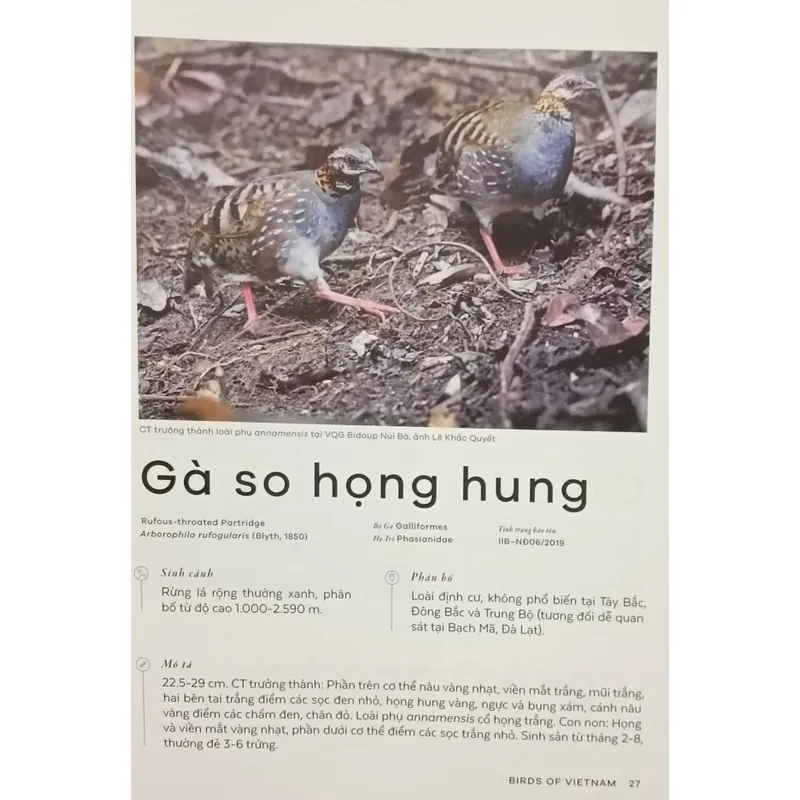 Các loài chim Việt Nam (Lê Mạnh Hùng) 736184