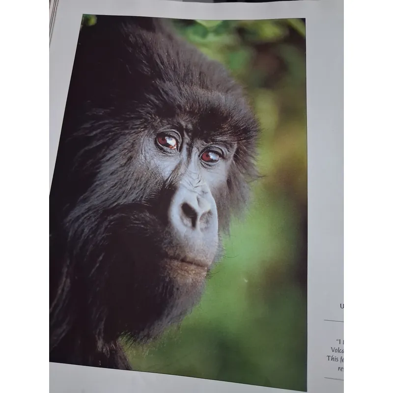 Wildlife Photographer of the Year_ Sách ảnh động vật hoang dã 1063261