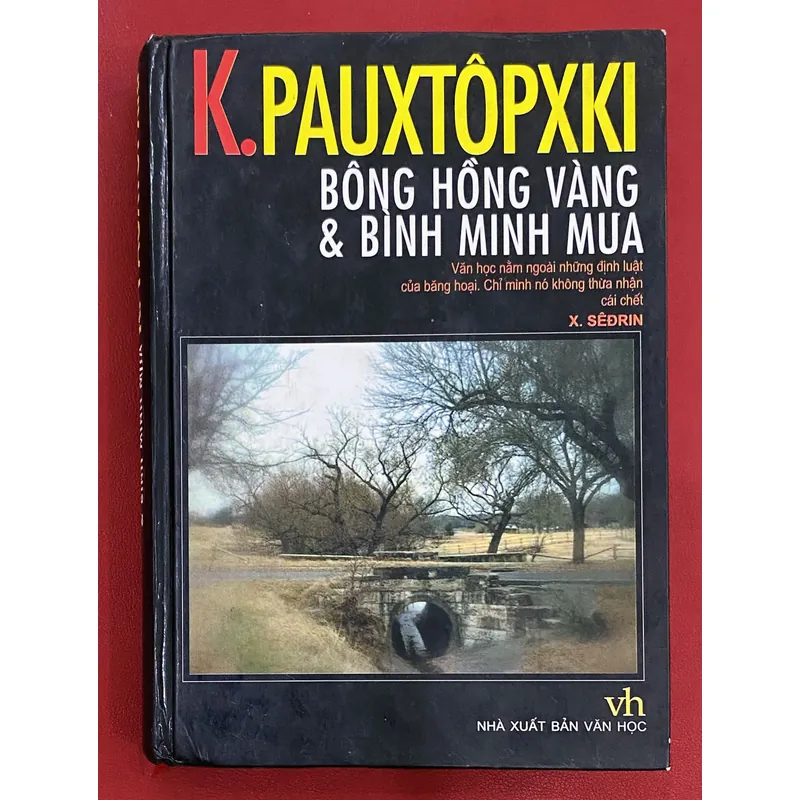 Bông hồng vàng và bình minh mưa 692587