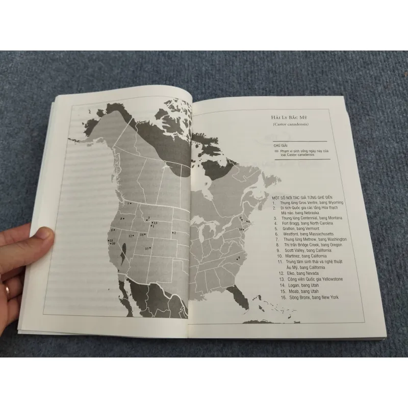 ĐẾ CHẾ HẢI LY 990661