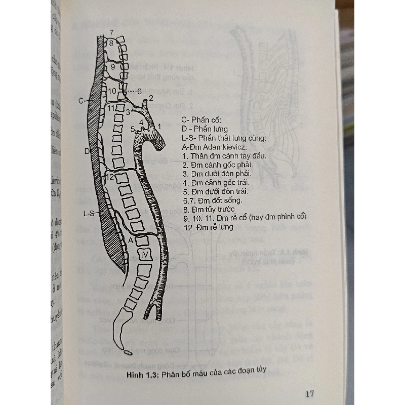 Phục hồi chức năng đối với người liệt hai chi dưới do chấn thương cột sống, tủy sống - GS.TS. Hồ Hữu Lương 795924