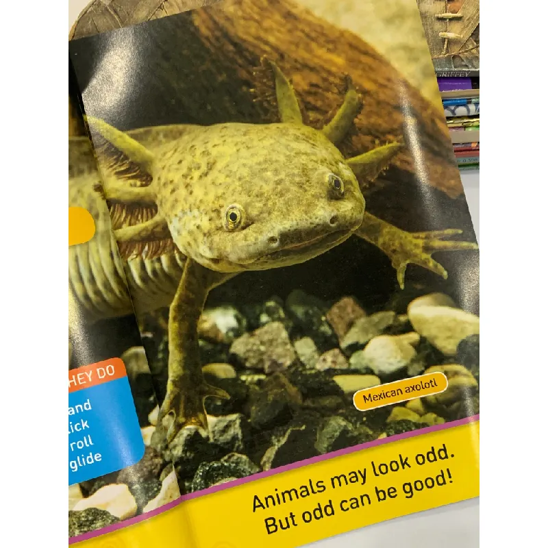 Odd Animals – National Geographic Kids 559539