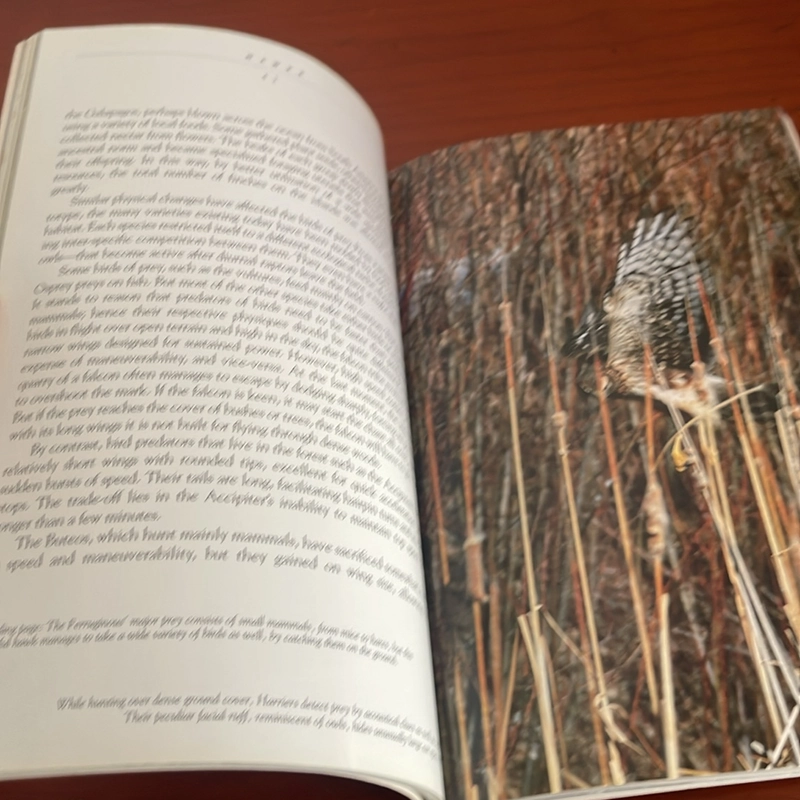 PICTURE BOOK Hunters on the wing Hawks 536751