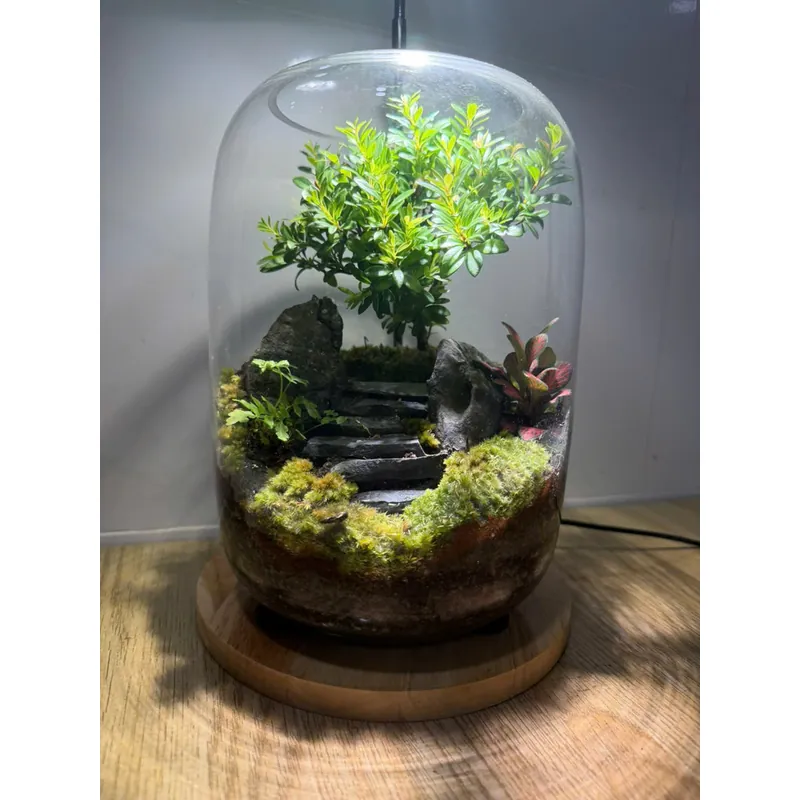 Bể terrarium nhà Xanh Zone 1063219