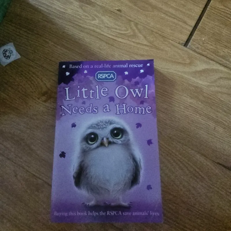 Little Owl Needs a Home Giá 20k  604027