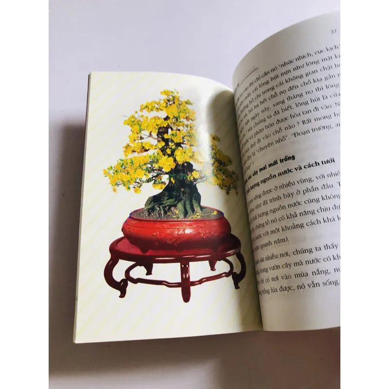 KỸ THUẬT TRỒNG VÀ GHÉP MAI VÀNG 696130