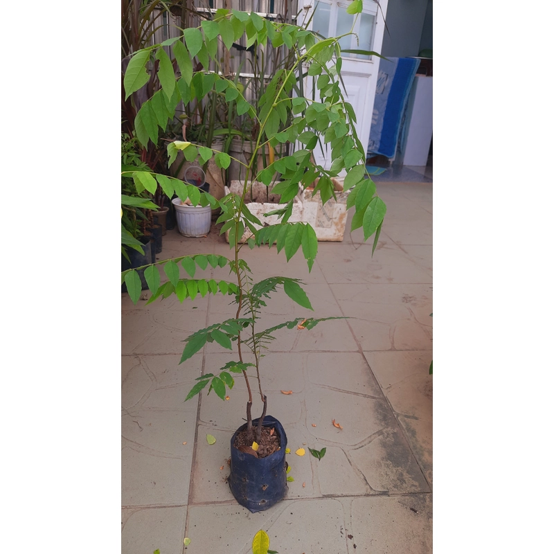 Cây khế chua , cây ươm hạt cao 50cm, như hình 501587