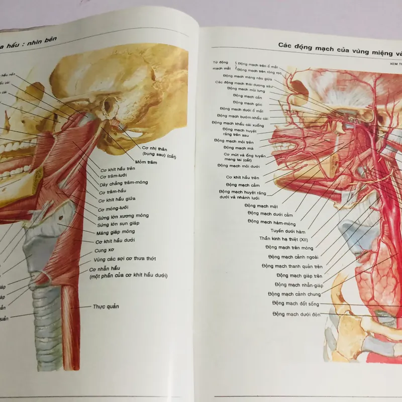 2. ATLAS GIẢI PHẪU NGƯỜI  565271