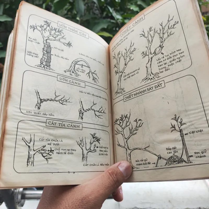 Kỹ Thuật Trồng Và Ghép Mai - Huỳnh Văn Thới 928913