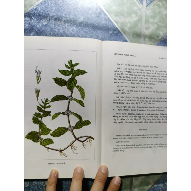 Cây thuốc Việt Nam - Viện dược liệu 1006248