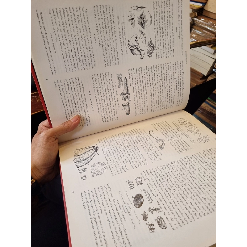 Shells of the World - G.B. Sowerby 450425