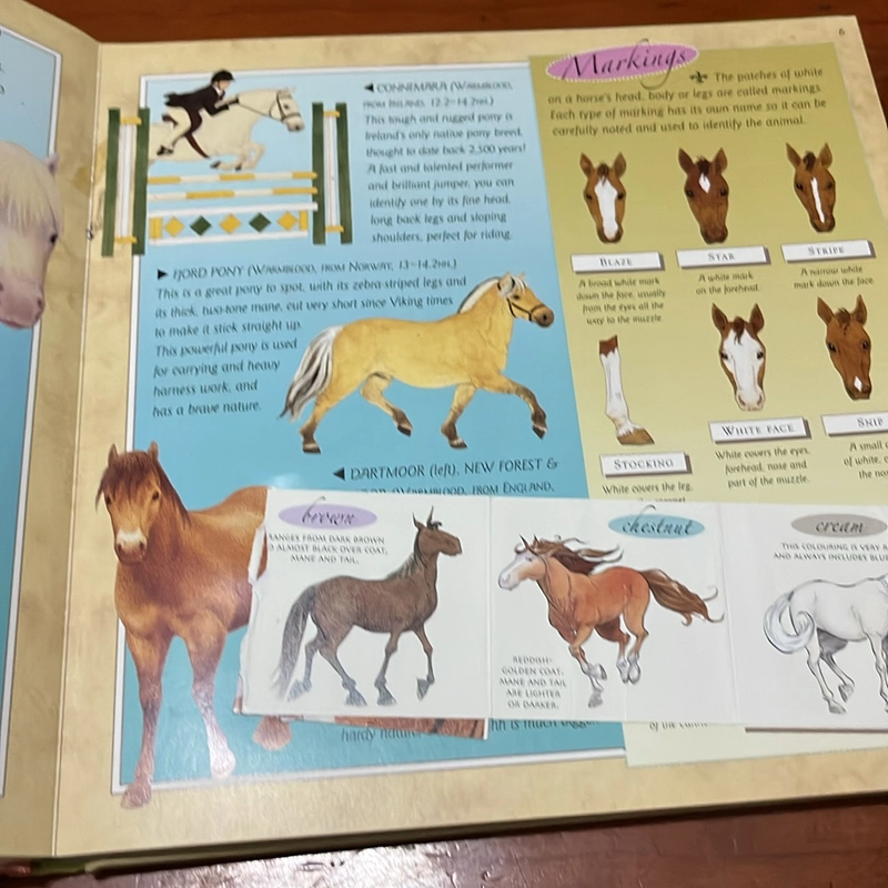 PICTURE BOOK The pony lover’s handbook 536356