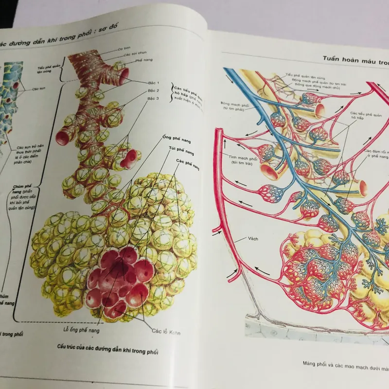 2. ATLAS GIẢI PHẪU NGƯỜI  565271
