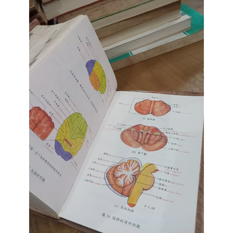 New English-Chinese Medical Dictionary 762376